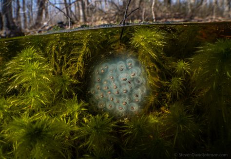 Stunning Macro Photos Shot Within the Unique World of Vernal Pools | PetaPixel Spotted Salamander, Vernal Pool, National Geographic Photographers, Pool Photography, Forest Habitat, Horseshoe Crab, Wildlife Photographer, Nature Conservation, Natural History Museum