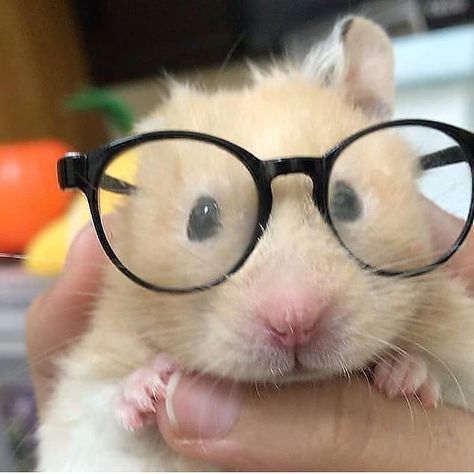 @hamsterdrove on Instagram: “So cute 😍😍 - 📸 Via 📷Unknown, tag to credit:! - Tag someone who needs to see this💙 - Follow 👉 @hamsterquickly for more content💓🌼🥰…” Hamster Pics, Baby Hamster, Funny Hamsters, A Hamster, Cute Small Animals, Cute Rats, Animal Icon, Funny Animal Photos, Cute Hamsters