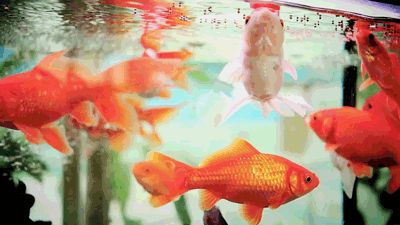 The humble goldfish Fish Gif, Fauna Marina, Positive Wallpapers, Stay Gold, Aesthetic Gif, Star Wars Universe, Sweet Animals, Animal Planet, Aquarium Fish