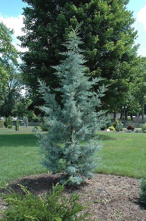 Click to view full-size photo of Blue Pyramid Cypress (Cupressus arizonica 'Blue Pyramid') at Flagg's Garden Center Evergreen Berm, Blue Ice Cypress, Evergreen Landscaping, Cypress Plant, Garden Spells, Blue Cypress, Evergreen Landscape, Water Wise Plants, Harrisburg Pennsylvania