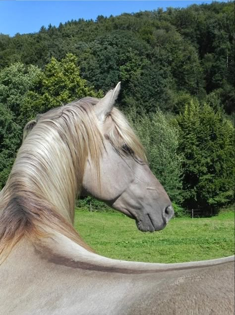 Aesthetic Tangled, Rocky Mountain Horse, Rapunzel Aesthetic, Tangled Disney, Horse Markings, Mountain Horse, Horse Boarding, Horse Colors, Princess Rapunzel