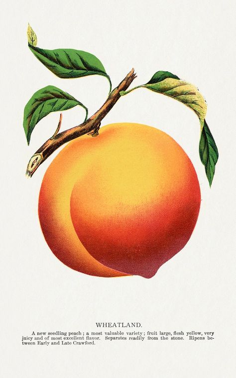 Peach Illustration, Peachy Den, Ramadan Background, Peach Fruit, Vintage Packaging, Hard Seltzer, Fruit Illustration, Peach Trees, Fruit Design