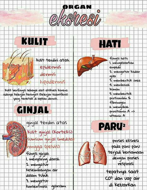 Materi Ipa, Study Biology, Medicine Notes, School Study Ideas, Medical School Essentials, Science Notes, Biology Notes, Medical Anatomy, Notes Inspiration