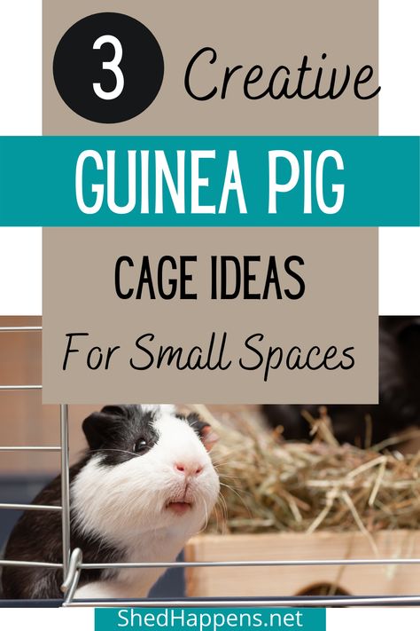 Black and white guinea pig standing in a cage, looking out the door, with a brown box containing hay back in the distance and the text '3 Creative Guinea Pig Cage Ideas for Small Spaces' Homemade Guinea Pig Cage, C C Guinea Pig Cage, Guinea Pig Cage Ideas, Diy Guinea Pig Toys, Guinea Pig Supplies, Indoor Guinea Pig Cage, Guinea Pig Run, Pig Habitat, Guinea Pig Diet