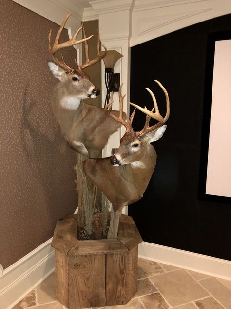 Pedestal Deer Mount Ideas, Deer Pedestal Mounts, Deer Pedestal, Hunting Mounts, Pedestal Ideas, Deer Shoulder Mount, Deer Mount Decor, Deer Mount Ideas, European Mounts