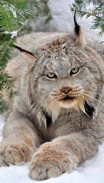 Canada Lynx, Cat Safe Plants, Snow Animals, Wild Animals Pictures, Cat Photography, Cute Wild Animals, Dog Photography, Wild Life, Lynx