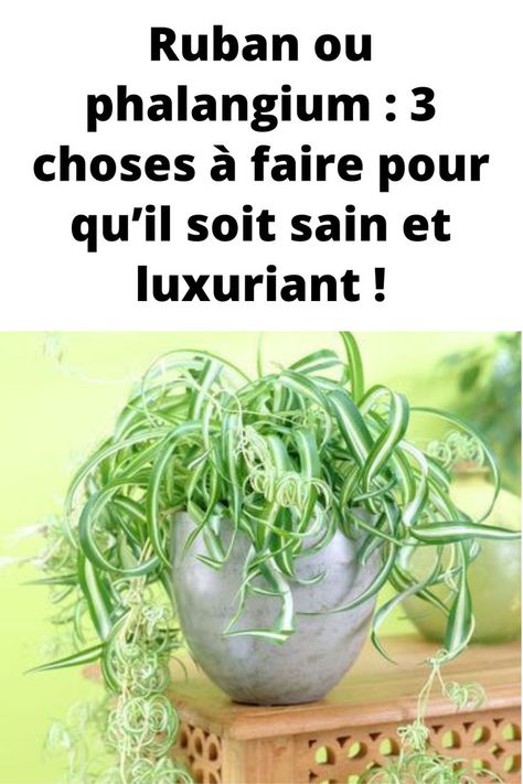 Pour garder les plantes de votre jardin saines et vigoureuses à tout moment, vous devez suivre une série de conseils importants. Par exemple, parmi les plantes à cultiver, vous pouvez opter pour le Chlorophytum, également connu sous le nom de Ruban ou Phlangium.