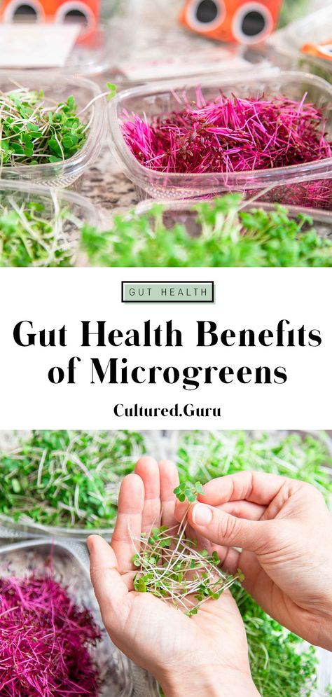 Sprouts And Microgreens, Recipes For Microgreens, Benefits Of Microgreens, Broccoli Microgreens Recipe, Growing Microgreens Indoors, Micro Greens Recipe, Superhuman Diet, Diy Microgreens, Microgreens Benefits