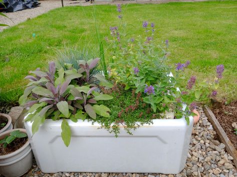 Old Belfast sink with sage, chives, salvia, thyme, and blue fescue. Belfast Sink Planter, Blue Fescue, Belfast Sink, Diy Herb Garden, Belfast, Herb Garden, Herbs