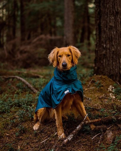 All Posts • Instagram Dog Hiking Gear, Dog Rain Coat, Hiking Dog, Hiking Dogs, Winter Attire, Dog Adventure, Adventure Gear, Dog Activities, Dog Gear