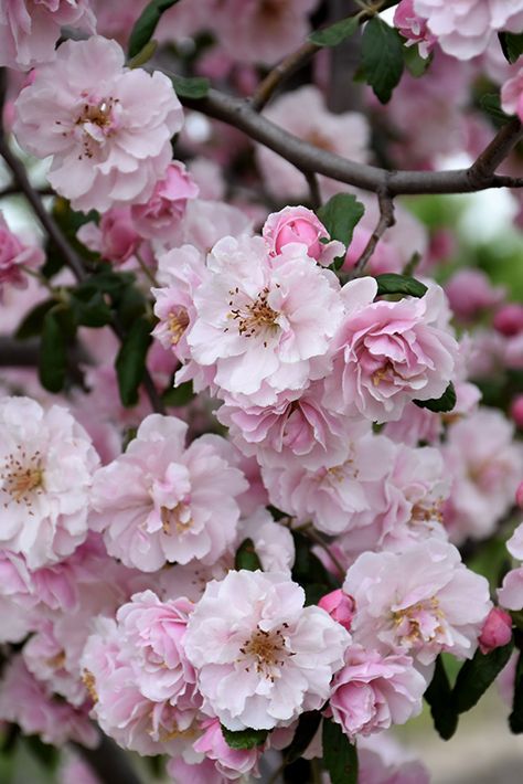 Prairie Rose Crabapple Tree, Flower Crab, Flowering Crabapple, Plant Combos, Lawn Food, Fresh Cut Christmas Trees, Prairie Rose, Garden Background, Garden Calendar