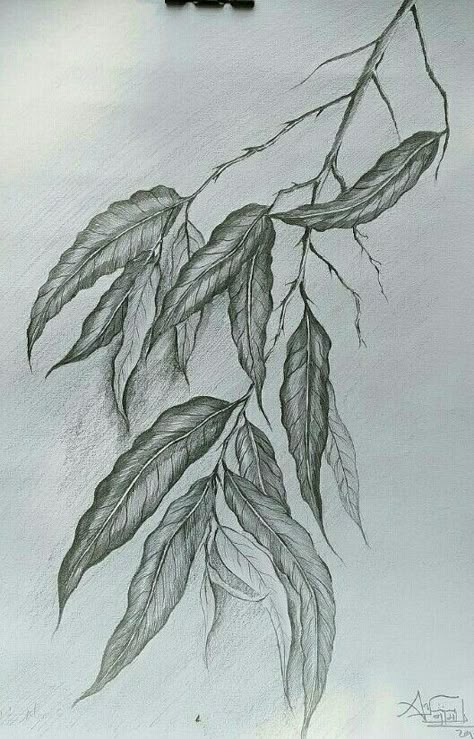 Drawing Ideas Leaves, Leaves Study Drawing, Tree Branch Drawing Leaves, Leaf Sketches Pencil, Drawing Leaves Pencil, Forest Leaves Drawing, Nature Study Sketch, Leaf Drawing Pencil, Leaves Drawing Pencil