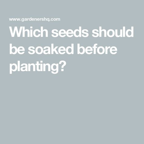 Which seeds should be soaked before planting? Soaking Seeds Before Planting, Spinach Seeds, Lily Seeds, How To Soak Beans, Canna Lily, Runner Beans, Vegetable Garden Diy, Hibiscus Plant, Bean Seeds