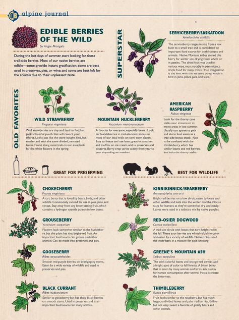 edible berries montana wild forage Wild Fruits And Berries, Foraging Tips, Foraging Calendar Uk, Edible Berries Wild, Florida Foraging, Wild Herbs Edible Plants, Wild Plants You Can Eat, Arizona Foraging, Foraging For Beginners Edible Plants