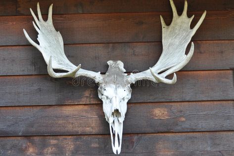 Moose horns. With the skull , #Affiliate, #Moose, #horns, #skull #ad Moose Horns, Moose Skull, Horns Decor, Skull With Horns, Moose Decor, Baroque Decor, Little Misfortune, Antler Art, Bone Crafts