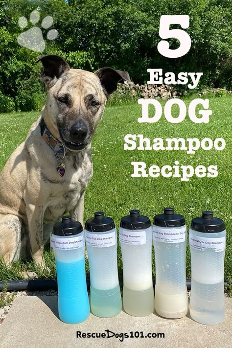 Choose your favorite, whether you are looking for a dog shampoo for odor, dry, itch skin or one that smells good. We’ve got the best simple homemade dog shampoos for your dog! #dogs #rescuedogs101 Essential Oil Dog Shampoo, Dog Shampoo Recipe, Diy Dog Wash, Shampoo Diy, Diy Dog Shampoo, Homemade Dog Shampoo, Best Dog Shampoo, Natural Dog Shampoo, Smelly Dog