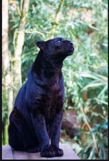 sitting down shape Black Panther Cat, Big Cat Family, Panther Pictures, Panther Cat, Black Jaguar, Majestic Animals, Small Cat, Large Cats, Black Leopard