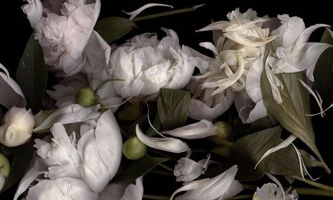 Lisa A. Frank, It's Not the Moon (Horizontal Still Life Photograph of White Peonies on Black), 2016 Louise Gluck, Infinity Photo, Falling Petals, Flowers Black Background, Fine Photography, Elements Of Nature, Lisa Frank, White Peonies, Moon Flower