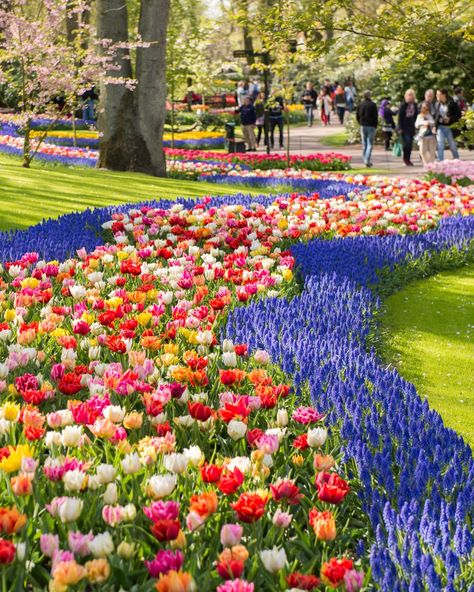 Stroll through the world's largest flower garden at Keukenhof, where millions of blooms paint a vibrant canvas. A must-see day trip from Amsterdam. 🌷🌼 📌 Keukenhof Gardens, Netherlands - - - #netherlands #netherlandsvacations #thenetherlands #visitnetherlands #netherlandsvacation #netherlandstravel #bestofnetherlands #netherlands🇳🇱 Keukenhof Gardens Netherlands, Netherlands Keukenhof, Netherlands Nature, Keukenhof Gardens, Day Trips From Amsterdam, Netherlands Travel, Color Contrast, Dream Destinations, Large Flowers