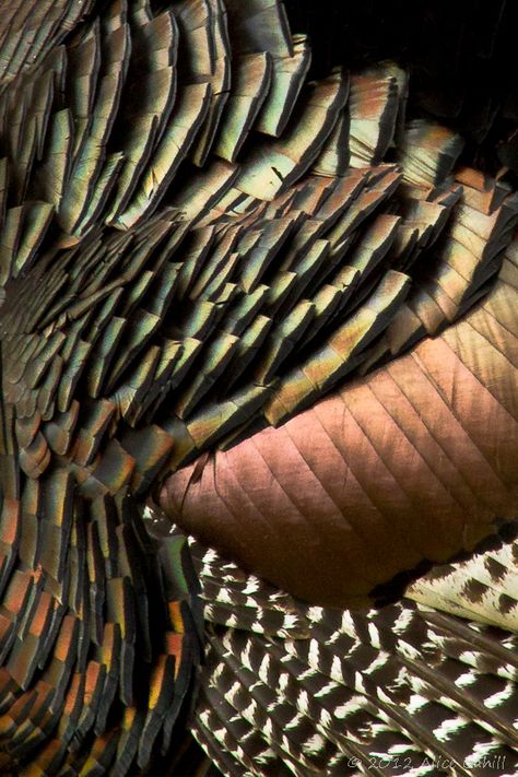 Turkey Farming, Turkey Farm, Serve Others, Birch Forest, Wild Turkey, Turkey Feathers, Feather Art, Rio Grande, The Witch