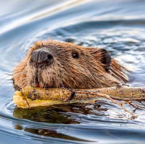 Beaver Face Swimming with Stick Beaver Swimming, Beaver Pictures, Beaver Drawing, Animal Projects, Animal Tshirt, Wildlife Animals, Animal Sketches, Nature Aesthetic, Animal Wallpaper