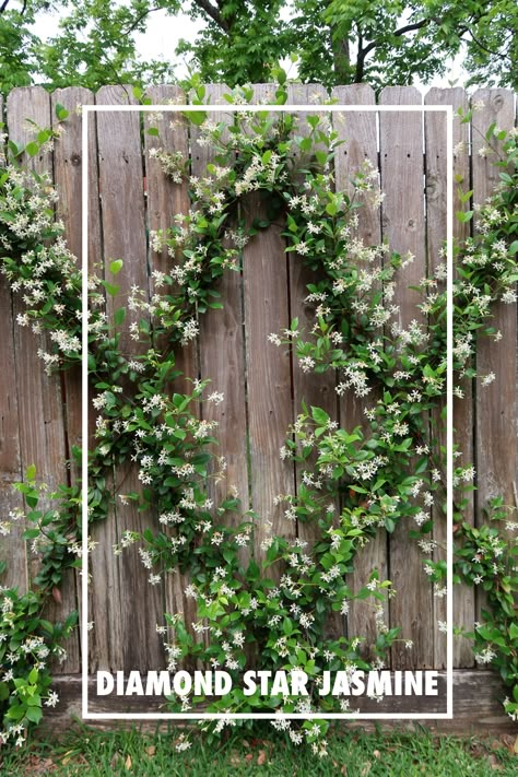 Star Jasmine, Backyard Inspiration, Home Landscaping, Morning Friends, Small Backyard Patio, Good Morning Friends, Garden Trellis, Backyard Patio Designs, Going Back To School