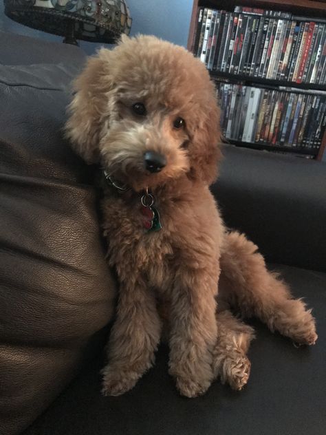 Miniature Poodle Aesthetic, Poodles Miniature, Red Miniature Poodle, Poodle Miniature, Red Poodles, Miniature Poodle, Teacup Puppies, Beautiful Dogs, Summer Aesthetic