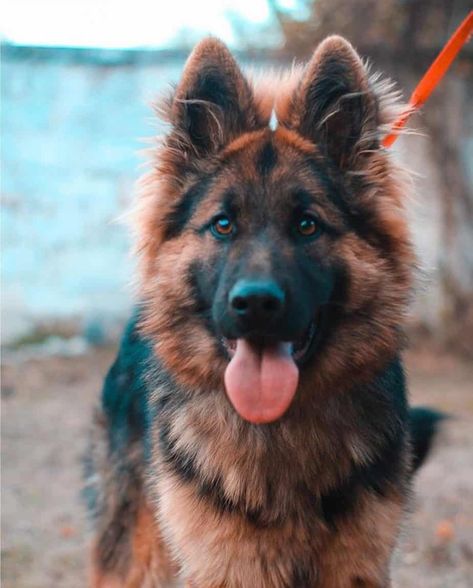 Short Haired German Shepherd, German Shepherd Care, German Shepherd Photography, Long Coat German Shepherd, Long Haired German Shepherd, Top 10 Dog Breeds, Popular Dog Breeds, Most Popular Dog Breeds, Herding Dogs