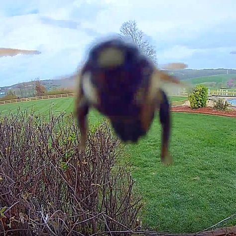 On rare occasions, bees get confused by doorbell cameras and might attempt to pollinate them. After realization, they quickly fly away. Rare Occasions, Doorbell Camera, Cant Breathe, Cameras, Bee, On Instagram, Instagram