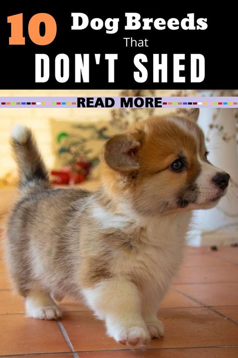 Dog Breeds Chart, Dog Breeds That Dont Shed, Top 10 Dog Breeds, Best Small Dogs, Dog Breeds List, Dog Breeds Medium, Calm Dogs, Dog Shedding, Best Dog Breeds