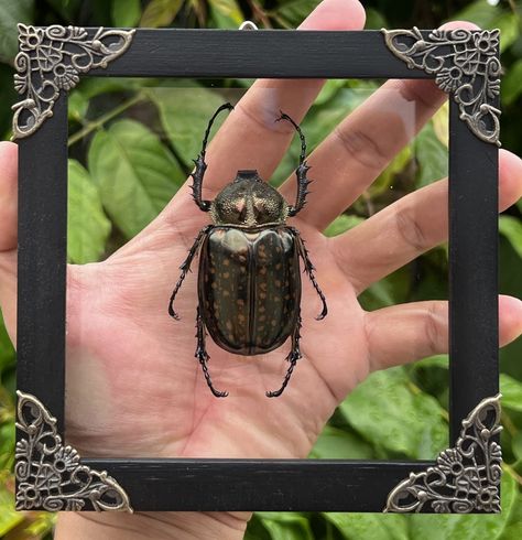 Real Beetle Glass Framed Dried Insect Dead Bug Specimen Artwork Wall Hanging Decor Entomology Display Tabletop Decoration Artwork Living Home Gallery K14-59-KINH Bugs In Frames, Entomology Display, Bug Specimen, Framed Bugs, Entomology Decor, Bug Taxidermy, Insect Decor, Skull Butterfly, Deaths Head Moth