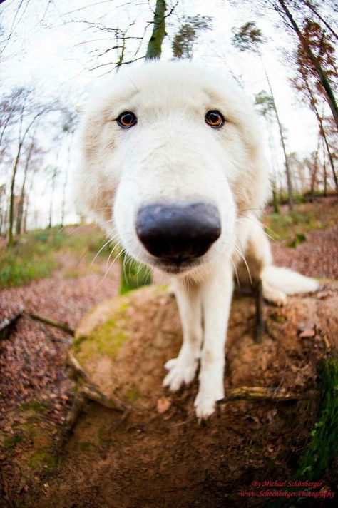 Wolf Poses, Werewolf Aesthetic, Wolf Stuff, Wolf Photography, Arctic Wolf, Wild Animals Pictures, Animal Symbolism, Wolf Love, Wolf Pictures