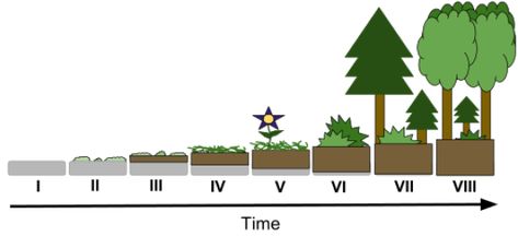 Difference Between Primary and Secondary succession Check more at https://in4arts.com/difference-between-primary-and-secondary-succession.html Primary Succession, Secondary Succession, Ap Biology, Toyota Camry, Biology, Toyota