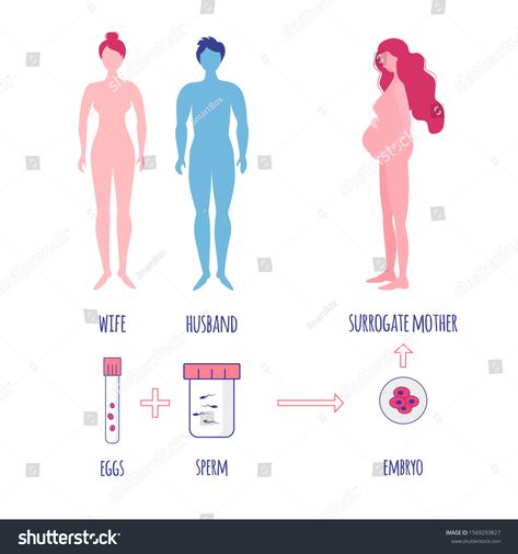 Embryonic Development, Medical Coder, Surrogate Mother, In Vitro Fertilization, In Vitro, Baby Illustration, Empath, Presentation Template, Royalty Free Stock Photos