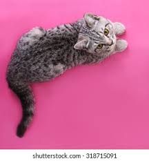 Cat lying top view Images, Stock Photos & Vectors | Shutterstock Cat Top View, Cat Lying On Back, Expressive Illustration, Cat References, Ceramics Sculpture, Cat Anatomy, Outfit References, Warrior Cat Drawings, Cat Drawings