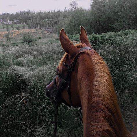 photo credits to @katharinetopspec on instagram Horse Instagram, Horse Ears, Horse Aesthetic, Chestnut Horse, Dark Aesthetic, Photo Credit, Chestnut, The Dreamers, Horses