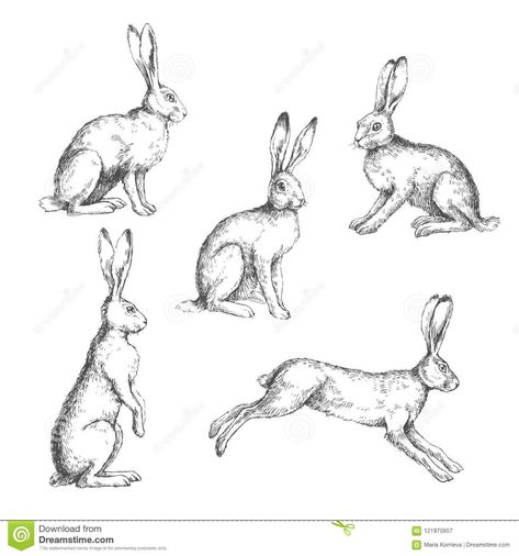 Vector Set Of Vintage Illustrations Of Hares Isolated On White. Stock Vector - Illustration of grunge, design: 121970857 Hare Sketch, Hare Drawing, Hare Illustration, Hare Painting, Rabbit Drawing, Bunny Tattoos, Rabbit Illustration, Blog Art, Vintage Rabbit