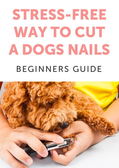 How To Clip Dog Nails, Clip Dog Nails, Clipping Dog Nails, Cut Dogs, Cut Dog Nails, Dogs Nails, Trimming Dog Nails, Dog Harness Pattern, Paw Care