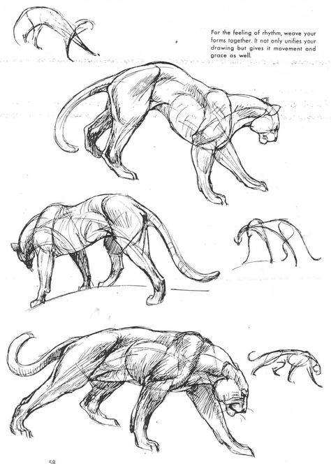 La puissance à l'état pur.                                                                                                                                                                                 More Feline Anatomy, Cat Anatomy, Cat Reference, Animal Study, Animal Drawing, Types Of Animals, Anatomy Drawing, Guided Drawing, Art Instructions