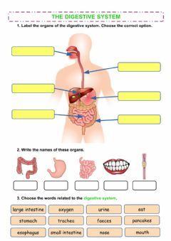 The digestive system Language: English Grade/level: Grade 2 School subject: Natural Science Main content: Digestive system Other contents: Digestive System Parts And Functions, Digestion Worksheet, Science Digestive System Notes, Structure Of Digestive System, Digestive System Worksheet For Grade 4, Digestive System Diagram, Digestive System For Kids, Digestive System Worksheet, Evs Worksheet