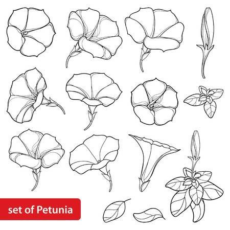 Petunia Flower Painting, Flower Top View Drawing, Petunia Line Drawing, How To Draw Petunia Flowers, Petunia Tattoo Design, Petunia Flower Drawing, Petunia Illustration, Petunia Painting, Petunia Flower Tattoo