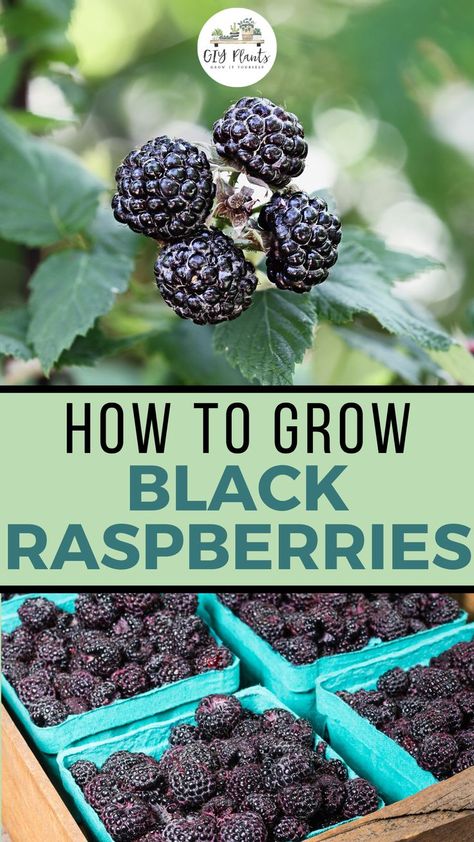 How to Grow Black Raspberries – GIY Plants Black Raspberry Pie, Pruning Raspberries, Garden Ideas Large, Raspberry Plant, Raspberry Canes, Potted Fruit Trees, Blackberry Plants, Growing Blackberries, Black Raspberries