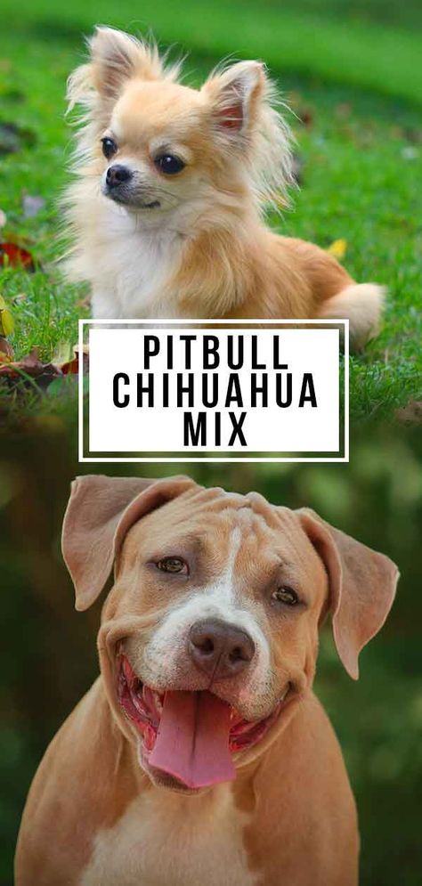 Pitbull Chihuahua Mix, Pitbull Mix Breeds, Pitbull Colors, Dog Breeds Chart, Chihuahua Mix Puppies, Pitbull Mix Puppies, Dog Breeds That Dont Shed, Chihuahua Breeds, Dog Breeds Pictures