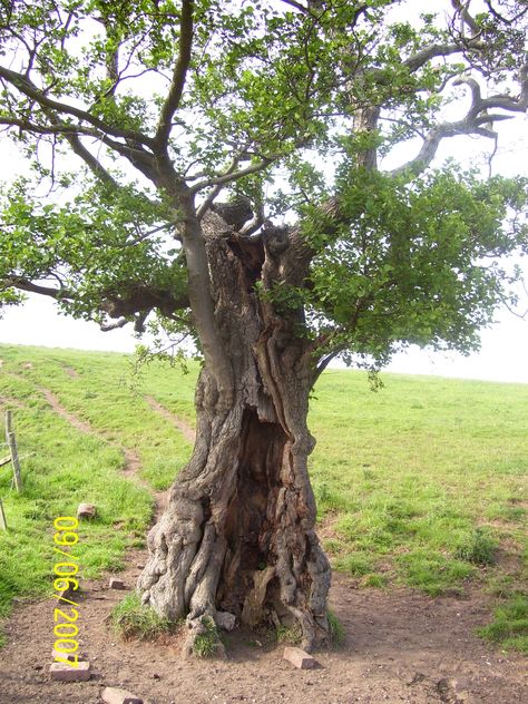 Alder tree, Ogham symbol of Fearn, represents Endurance. British Trees, Celtic Wood, Book Of Secrets, Alder Tree, Tree Magic, Famous Castles, Sacred Tree, Celtic Tree, The Secret Book