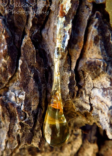 Crystallized drop of pine tree sap, yellow pine tree sap drop, pine tree sap Christmas Tree Photography, Feminism Art, Diy Essential Oil Recipes, Tree Sap, Crabapple Tree, Ursa Major, Perfume Making, Crab Apple, Diy Essential Oils