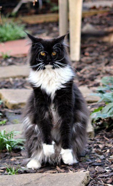 What do you mean it's time to come inside :( ? | Flickr: Intercambio de fotos Large Domestic Cat Breeds, Animal Funnies, Warrior Cat Oc, Tuxedo Cats, Cat Cuddle, Cat Oc, Long Haired Cats, Norwegian Forest, Forest Cat