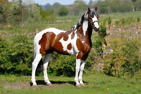 LA ROBE DU CHEVAL Cheval Pie, Horse Colours, Horse Crazy Girl, Pinto Horses, American Paint Horse, Horse Barn Plans, Majestic Horses, Paint Horses, Pinto Horse