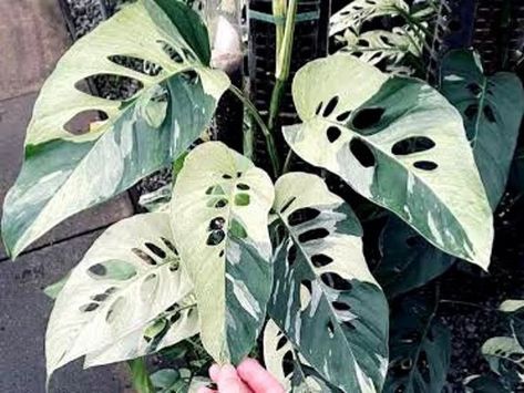 NOV 2022 - Etsy $99 Monstera Variegata, Variegated Monstera, Cheese Plant, House Plants, Plant Leaves, Plants