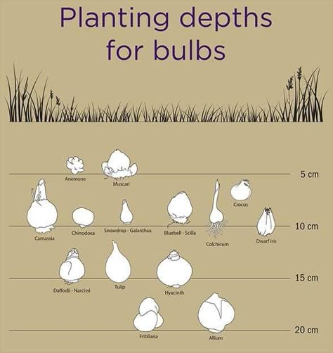 Simple Deck, Planting Plants, Plant Bulbs, Deck Decorating Ideas, Decorating Ideas On A Budget, Garden Bulbs, Deck Decorating Ideas On A Budget, Cut Flower Garden, Have Inspiration