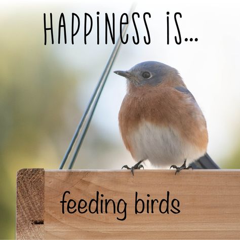 Cute bluebird reminds us of joy that feeding birds brings Quotes For Birds, Love Birds Quotes, Birds Quotes, Sisterhood Ideas, Server Life, Feeding Birds, Feed The Birds, Bird Quotes, First Day Of Fall